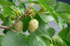 168 تن توت در سال جاري در شهرستان پاوه توليد مي شود