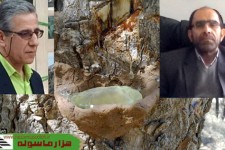 روش تهيه سقز يا وه ژن/لزوم توليد صنايع با اين شيره درخت در ايران