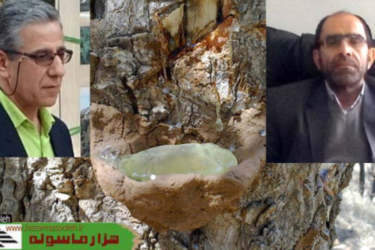روش تهيه سقز يا وه ژن/لزوم توليد صنايع با اين شيره درخت در ايران