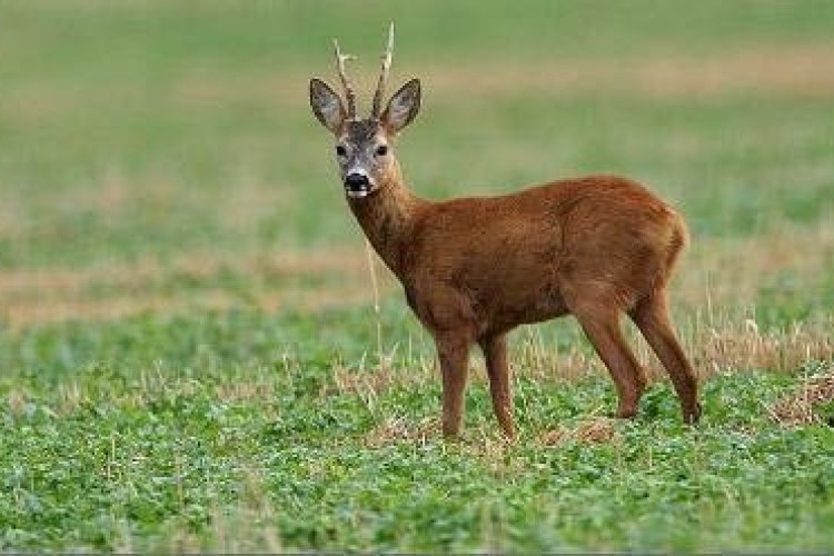 ماندگاری نسل شوکای اورامانات در مرز هشدار - زهره کریم زاده*