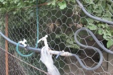 لوله كشي هوايي آب شرب روستاي دوريسان در پي آلودگي آن/لزوم پيگيري سريعتر نسبت به حل اين مشكل+تصاوير