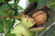 برداشت گردو از باغات شهرستان پاوه آغاز شد