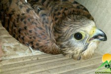 نجات یک پرنده شکاری توسط یک دوستدار محیط زیست در پاوه