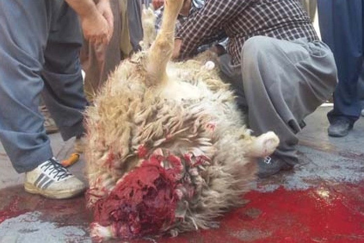 پیچیدن بوی عطرآگین عید قربان در شهرستان پاوه