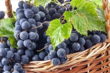 1500 تن انگور امسال در پاوه تولید می شود