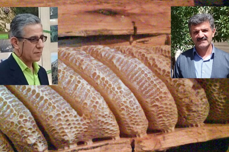 مستعد بودن طبيعت اورامان براي توليد عسل طبيعي/از برداشت اين محصول طبيعي در اورامانات تا وجود فاكتورهاي نابودي زنبور