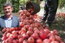 برداشت انار از سطح باغات پاوه آغاز شد