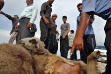 قصابی‌های حاشیه جاده روانسر و جوانرود ساماندهی می‌شوند