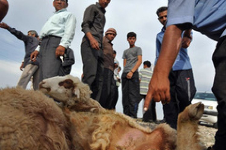 قصابی‌های حاشیه جاده روانسر و جوانرود ساماندهی می‌شوند