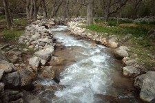 شارا حیات بخش شمشیر شد