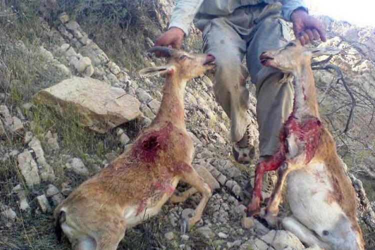 دستگیری شکارچیان کل و بز در شهرستان پاوه