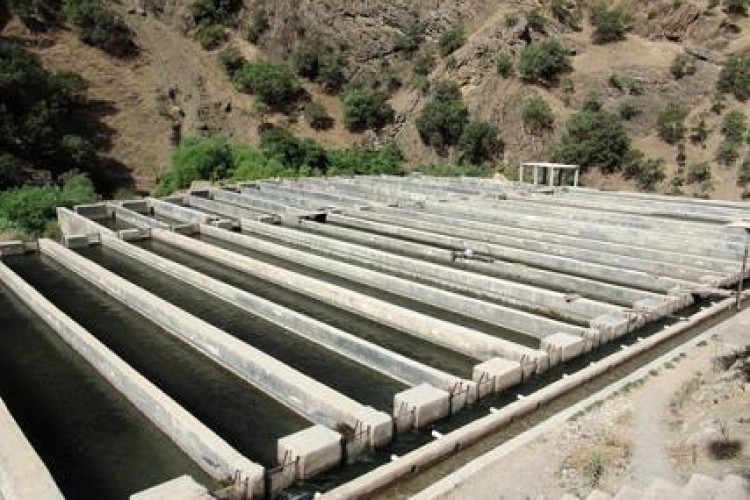 شهرستان پاوه در تولید ماهی قزل آْلای سردآبی رتبه دوم استان کرمانشاه را دارد