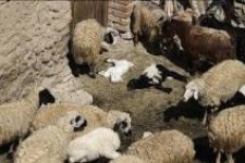 تلفات چند صد رأسی دام های سبک و سنگین در روانسر بر اثر تب برفکی/ اظهار بی اطلاعی اداره دامپزشکی روانسر از میزان تلفات/ بیماری کماکان در حال شیوع است