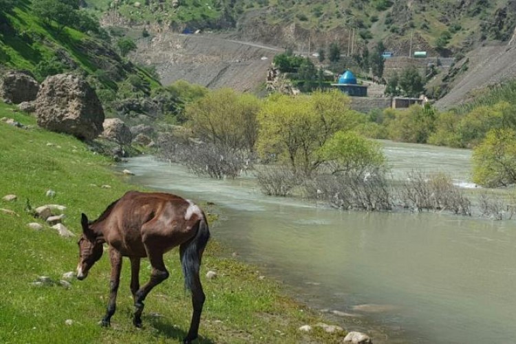 رهاسازی حیوان زبان بسته در روستاي هيروي پاوه با پای شکسته و تنِ نحیف/ محیط زیست و دامپزشکی پاوه نهادهای مسئول در رابطه با این موضوع