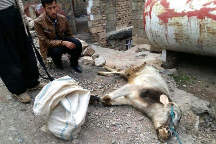 بيماري تب برفكي دام ها، تنها در چند روستاي پاوه مشاهده شده است/دام هاي اين شهرستان واكسينه شده اند