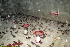 تجلی اقتصاد مقاومتی در پرورش مرغ بومی/پرورش 1000 مرغ بومي در 300 متر