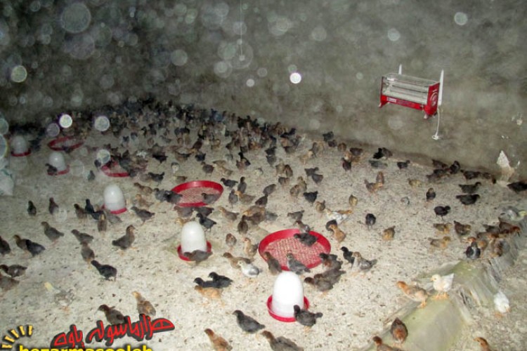 تجلی اقتصاد مقاومتی در پرورش مرغ بومی/پرورش 1000 مرغ بومي در 300 متر