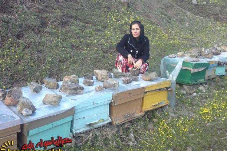 بانوی موفق پاوه ای در پرورش زنبور عسل/ تحقق اقتصاد مقاومتی با زنبورداری