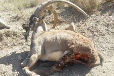 کشف لاشه کل وحشی در پاوه