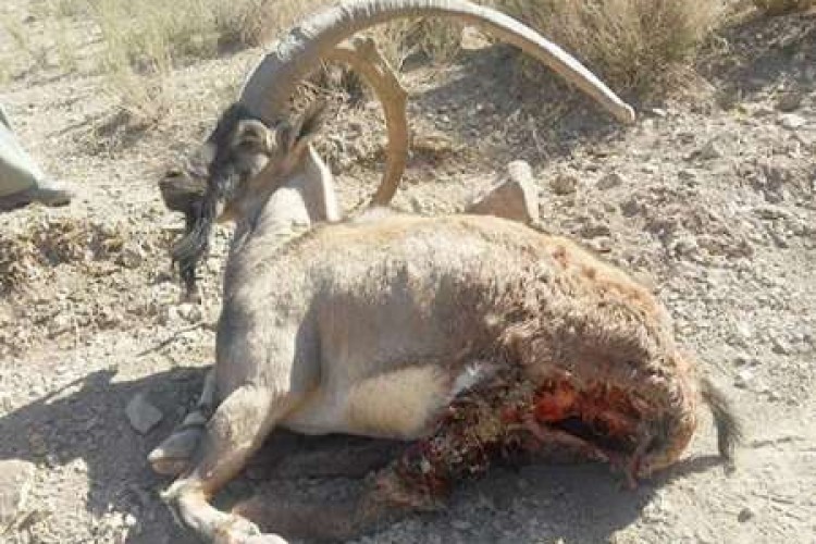 کشف لاشه کل وحشی در پاوه