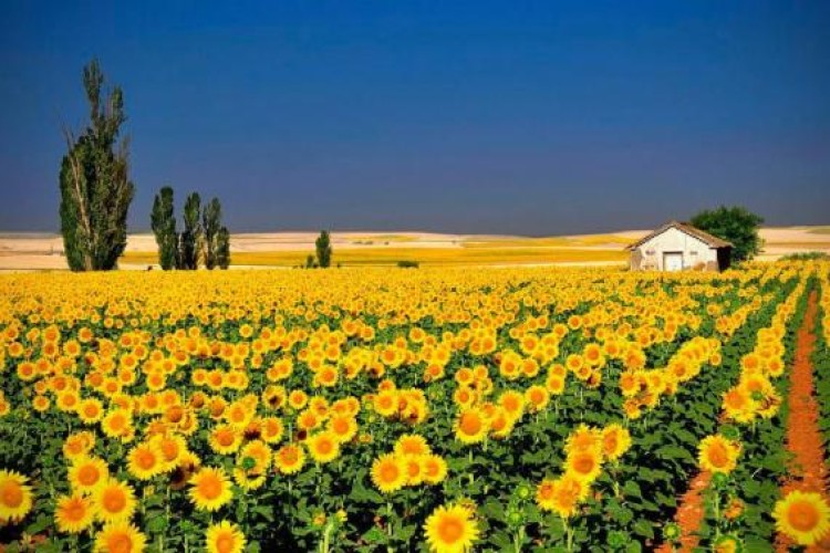 سخنان بزرگان درباره باور