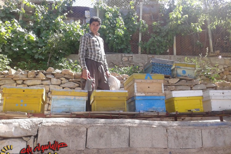 تجلی اقتصاد مقاومتی با پرورش زنبور عسل در شهرستان پاوه