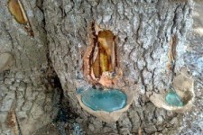 فرماندار پاوه: مجوز سقز گیری در منطقه اورامانات صادر شد