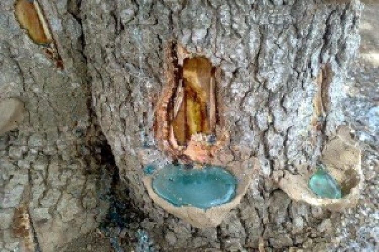 فرماندار پاوه: مجوز سقز گیری در منطقه اورامانات صادر شد