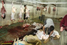 وضعیت نامناسب کشتارگاه پاوه/کشتار دام در شرایط سخت+تصاویر