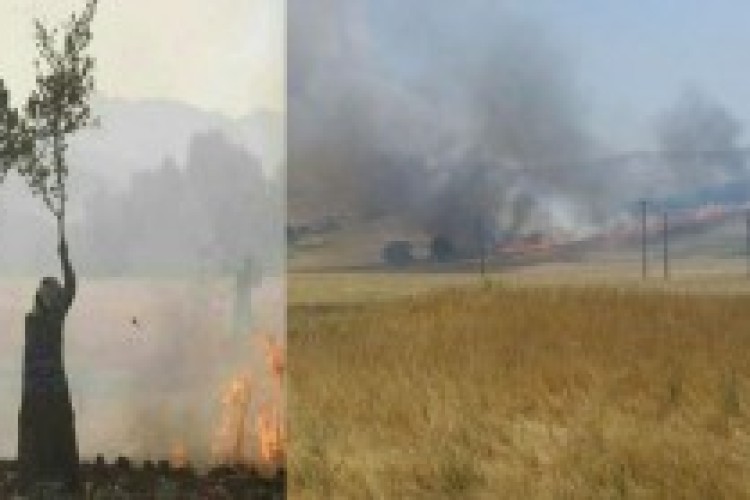 فصل گرما ،احتمال خطر آتش سوزی در جنگلها و مراتع منطقه