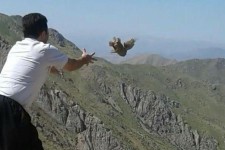 رها سازی دو قطعه کبک در طبیعت شهرستان پاوه