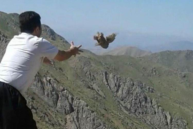 رها سازی دو قطعه کبک در طبیعت شهرستان پاوه