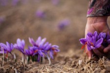 تجلی اقتصاد مقاومتی در کاشت یک هکتاری زعفران توسط کارآفرین برتر پاوه