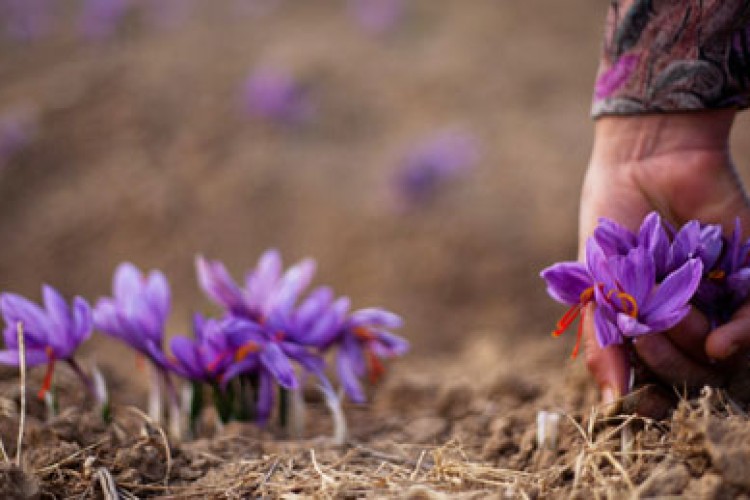 تجلی اقتصاد مقاومتی در کاشت یک هکتاری زعفران توسط کارآفرین برتر پاوه