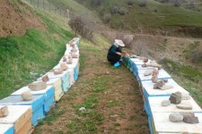 از مشکلات زنبورداری به عنوان شغل اول تا ایجاد موانع توسط برخی از افراد از این حرفه به عنوان شغل دوم