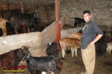 توسعه دامداری‎های کوچک در راستای اقتصاد مقاومتی