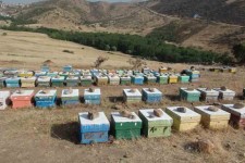 تجلی اقتصاد مقاومتی با پرورش زنبور عسل در شهرستان پاوه