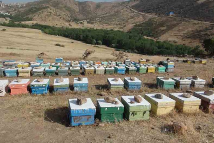 تجلی اقتصاد مقاومتی با پرورش زنبور عسل در شهرستان پاوه