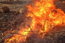 افزایش حریق در عرصه های منابع طبیعی شهرستان پاوه