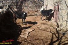 توسعه دامداری‎های کوچک در راستای اقتصاد مقاومتی/تلاش بانوان این شهرستان در تحقق اقتصاد مقاومتی