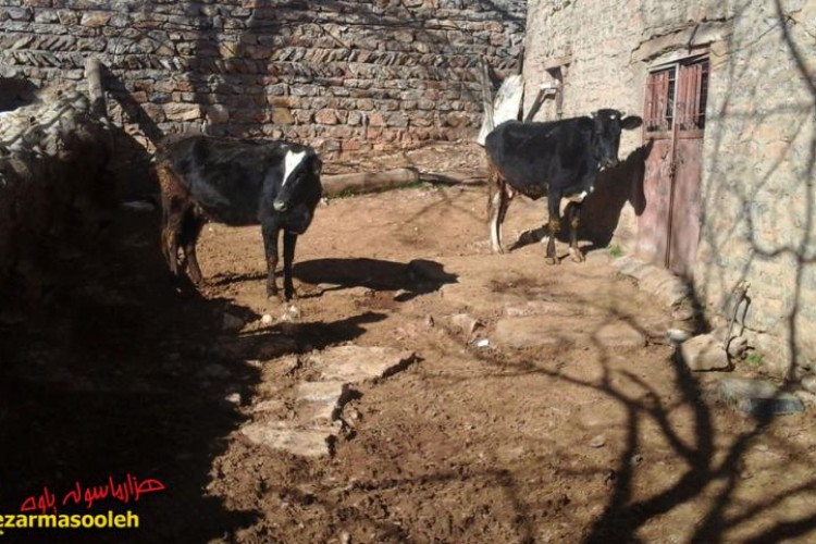 توسعه دامداری‎های کوچک در راستای اقتصاد مقاومتی/تلاش بانوان این شهرستان در تحقق اقتصاد مقاومتی