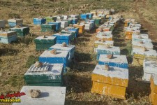 شهد شیرین اقتصاد مقاومتی با پرورش زنبور عسل