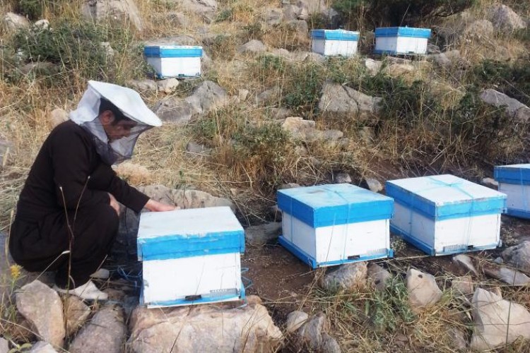 تجلی اقتصاد مقاومتی با پرورش زنبور عسل در شهرستان پاوه