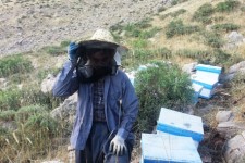 تجلی اقتصاد مقاومتی با پرورش زنبور عسل در شهرستان پاوه