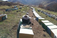 زنبورداری، فرصتی برای اقدام و عمل در اقتصاد مقاومتی