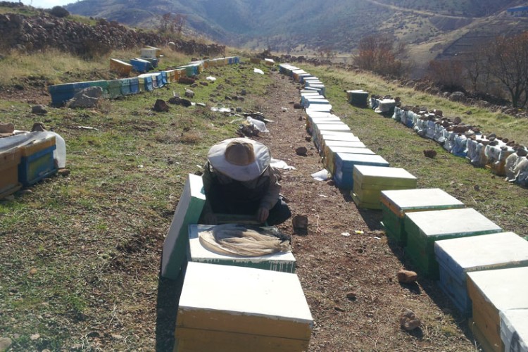 زنبورداری، فرصتی برای اقدام و عمل در اقتصاد مقاومتی