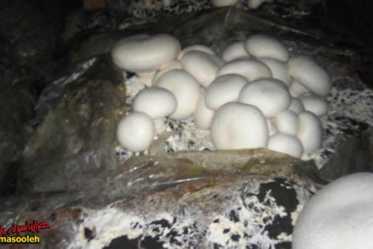 گفتگو با بانوی کارآفرین در پرورش قارچ خوراکی/لزوم وجود دستگاه مکانیزه پرورش قارچ در شهرستان