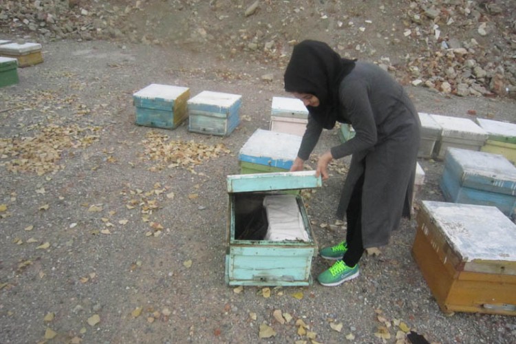 تحقق اقتصاد مقاومتی با زنبور داری توسط بانوان پاوه ای
