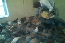 تجلی اقتصاد مقاومتی در پرورش مرغ بومی