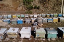 تجلی اقتصاد مقاومتی با پرورش زنبور عسل در شهرستان پاوه